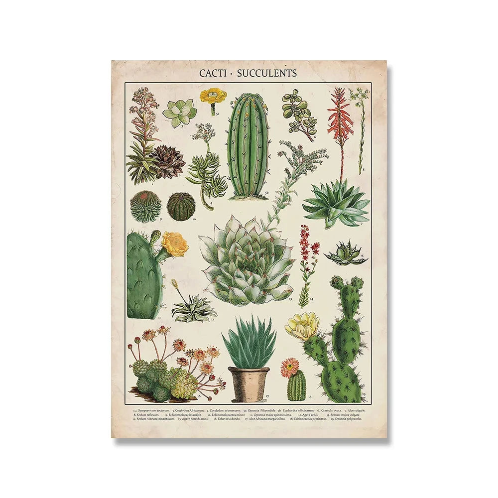 Affiche botanique vintage cactus
