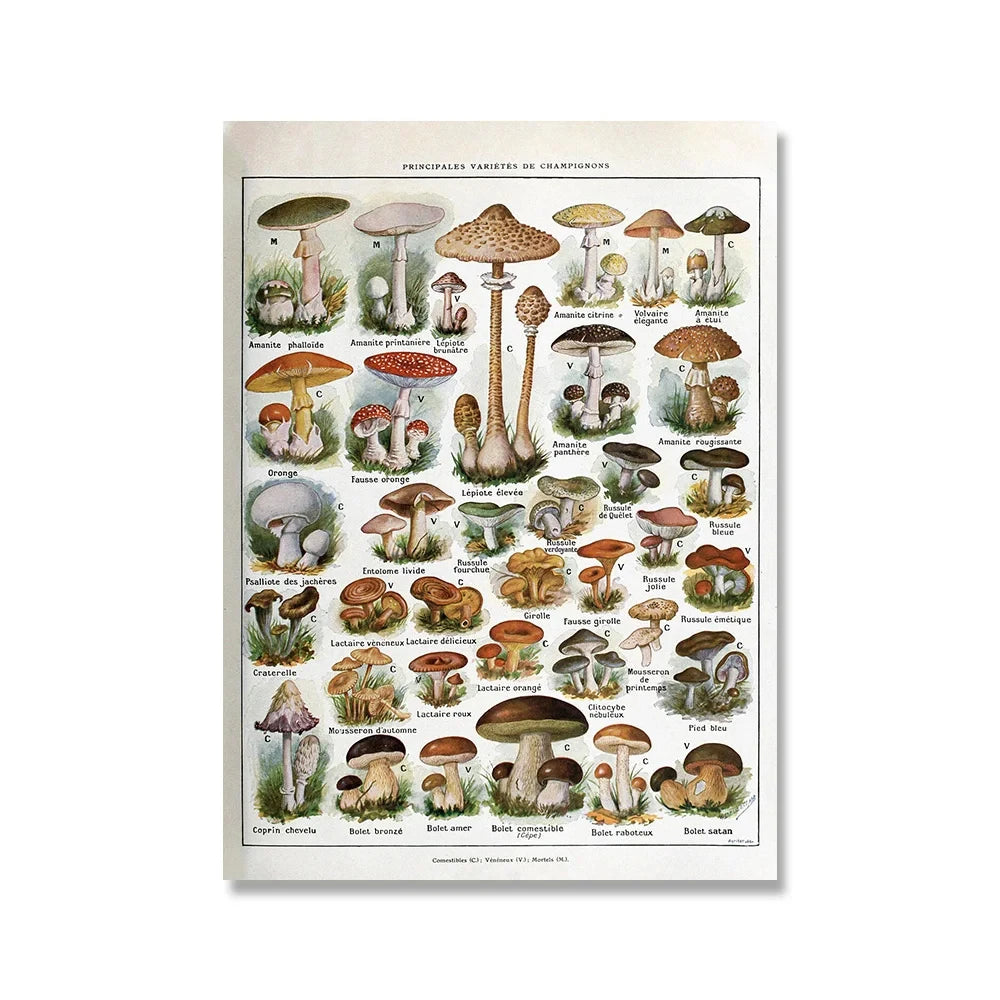 Affiche botanique vintage champignon