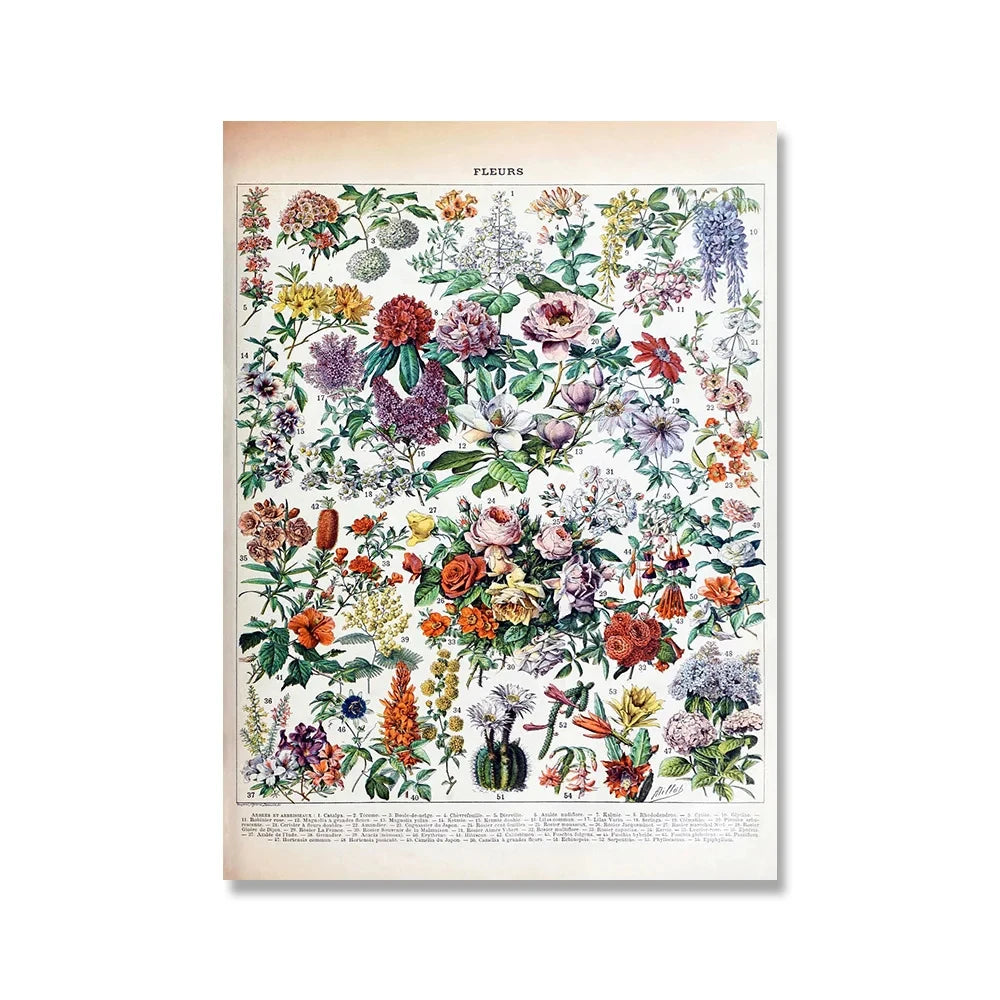 Affiche botanique vintage fleur