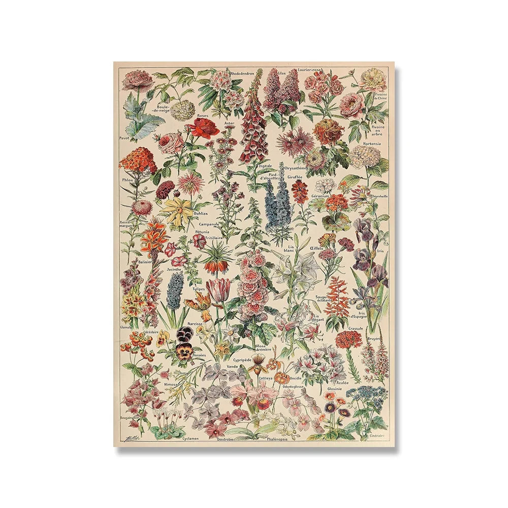 Affiche botanique vintage herbe
