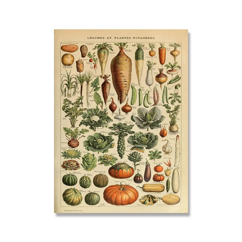 Affiche botanique vintage légumes