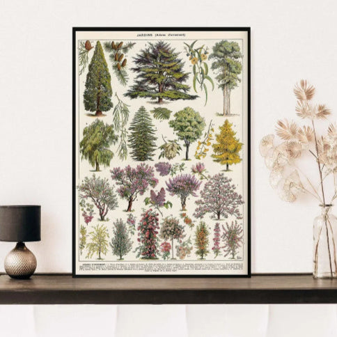 Affiche botanique vintage plante