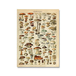 Affiche botanique vintage - Vignette | StyleVintage™ 