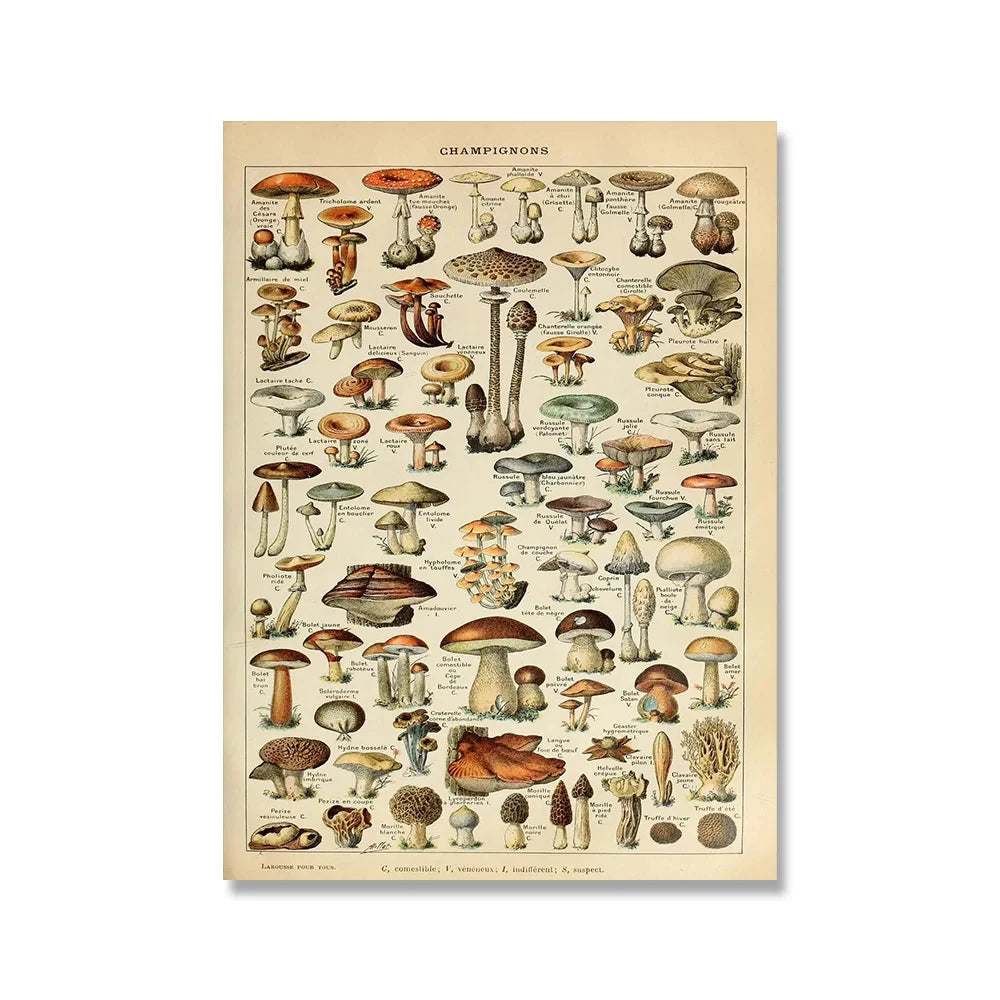 Affiche botanique vintage champi