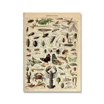 Affiche botanique vintage - Vignette | StyleVintage™ 