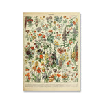 Affiche botanique vintage - Vignette | StyleVintage™ 