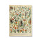 Affiche botanique vintage plantes
