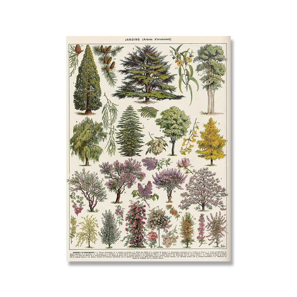 Affiche botanique vintage sapin